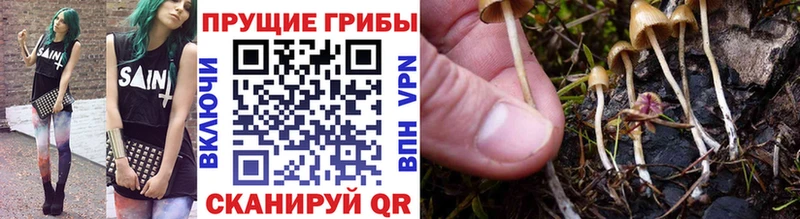 Галлюциногенные грибы прущие грибы  Бор 
